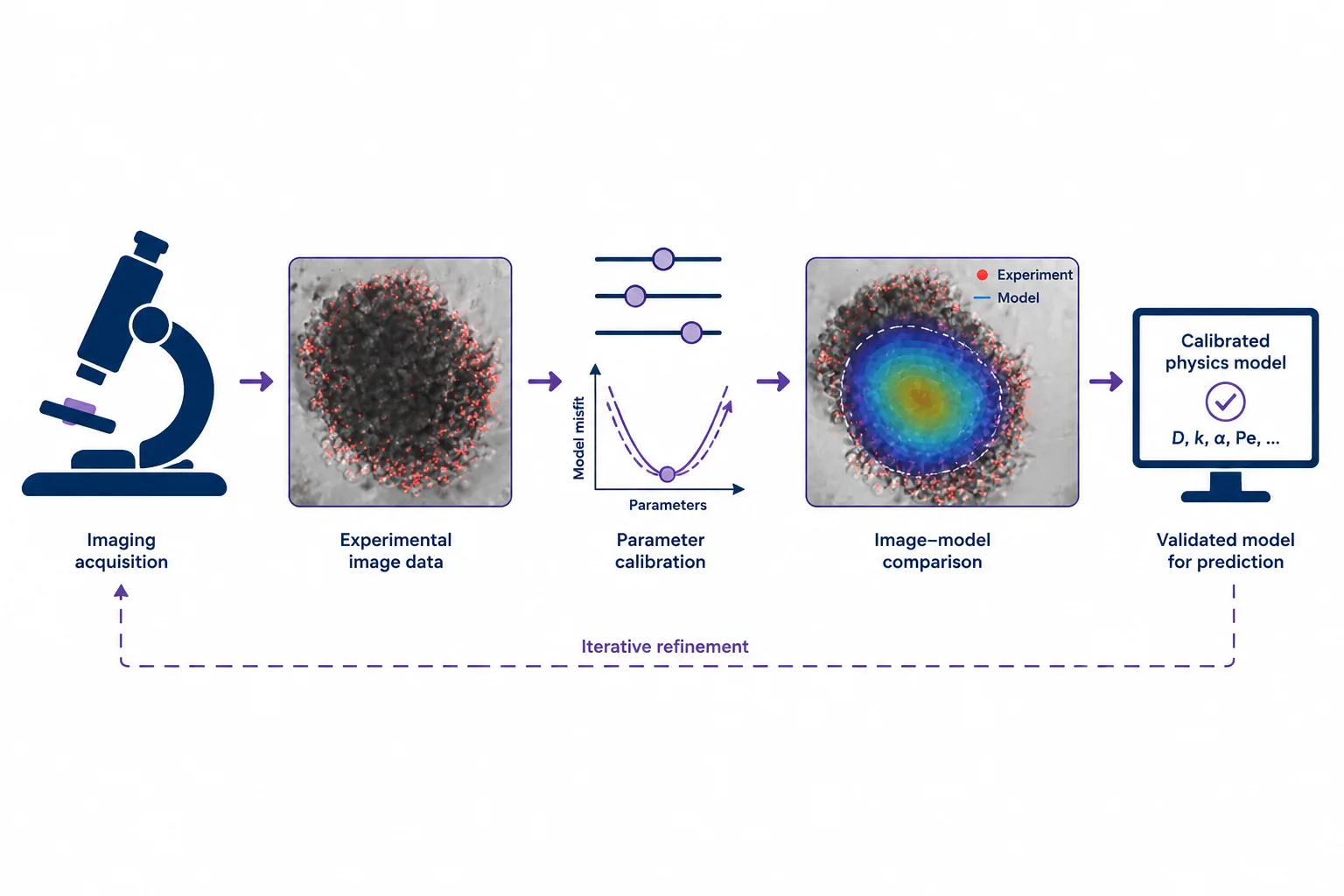 Calibration workflow: imaging acquisition, experimental image data, parameter calibration, image&ndash;model comparison and a validated model for prediction, with iterative refinement.