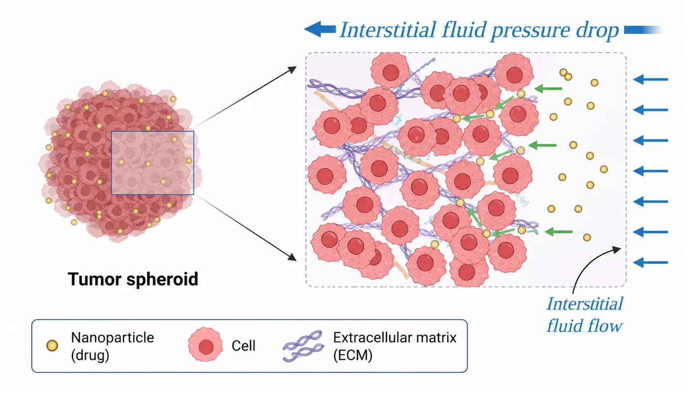 A tumour spheroid with a magnified region showing nanoparticles, cells and extracellular matrix under interstitial fluid flow.